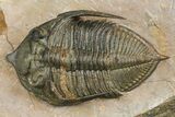 Bumpy Zlichovaspis Trilobite - Issoumour, Morocco #154285-2